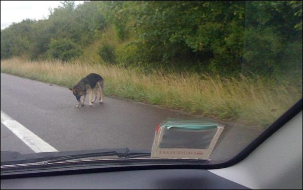 Toulon : un chien jet d'une voiture sur l'autoroute.