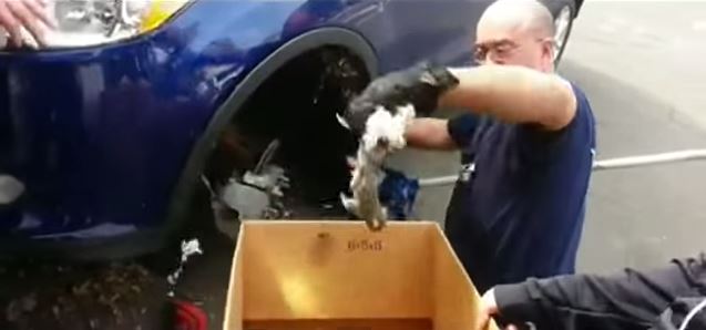Trois écureuils sauvés alors qu'ils étaient coincés dans une voiture (vidéo)